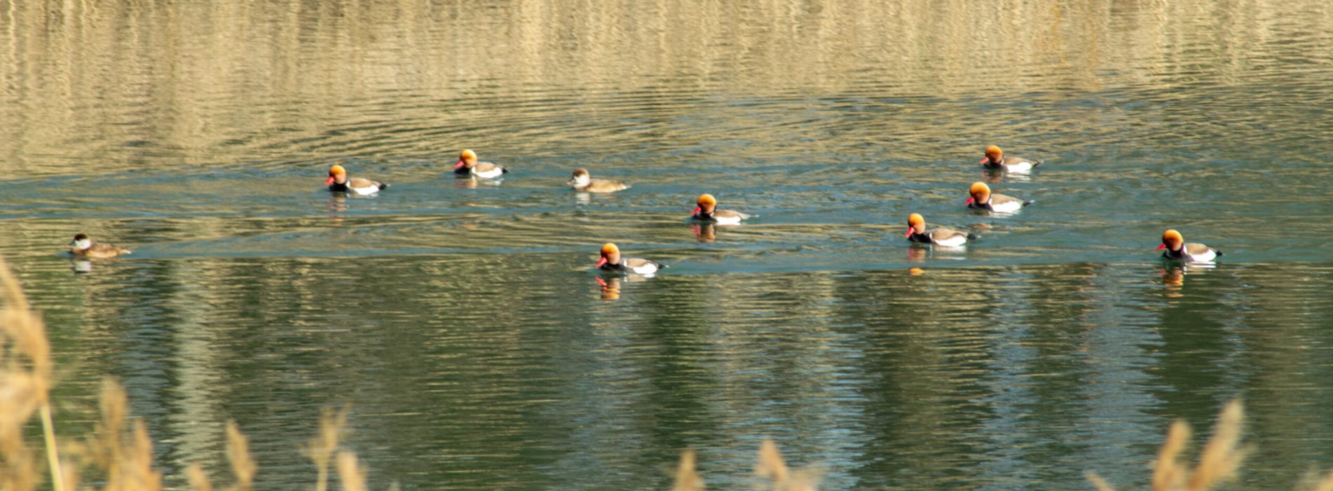 flap_photo_003_21 février 2019